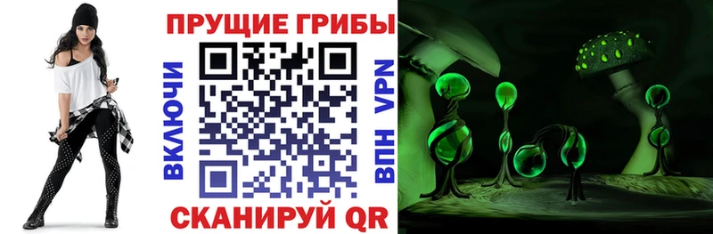 купить наркотики цена  Нолинск  Псилоцибиновые грибы Psilocybine cubensis 